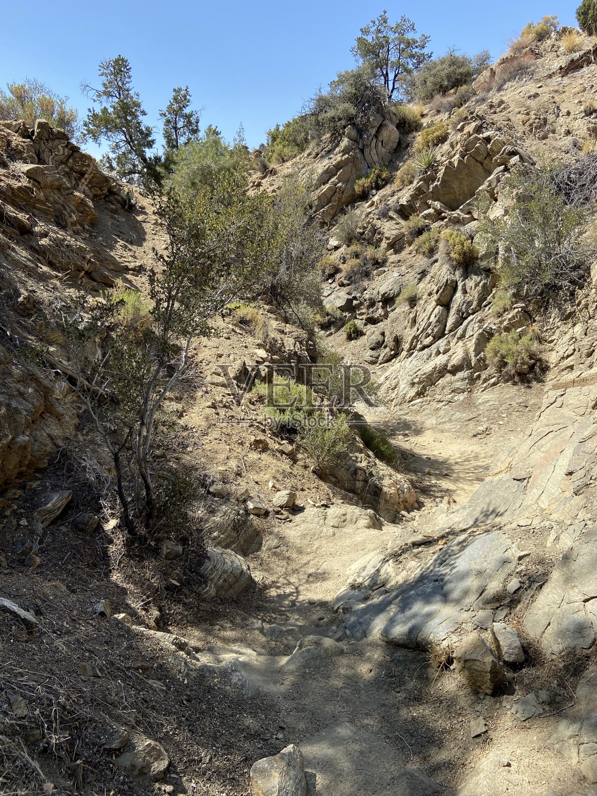 约书亚树照片摄影图片