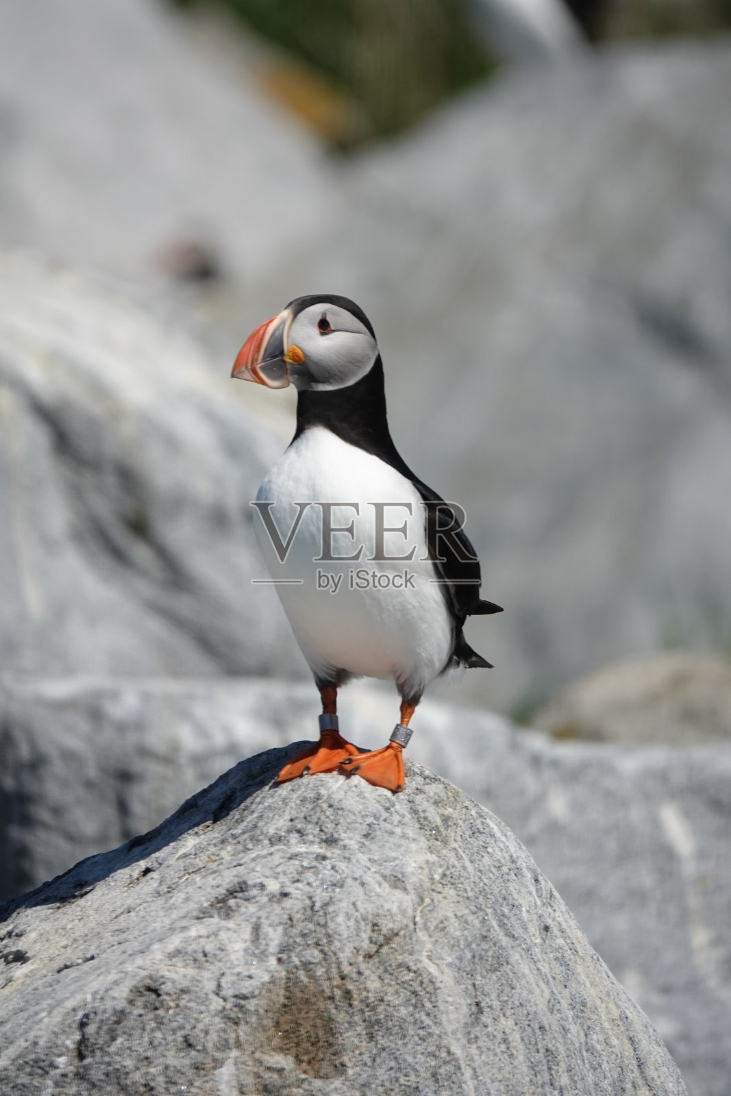 缅因州一块岩石上的大西洋海雀照片摄影图片