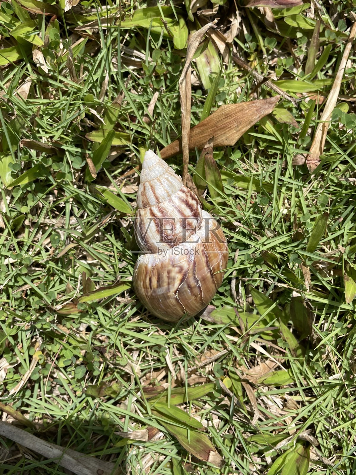 草地上布满了蜗牛壳照片摄影图片