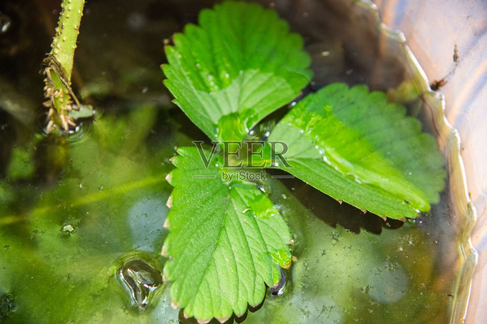 水中的绿叶照片摄影图片