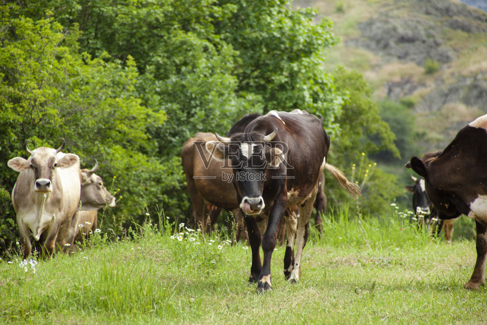 自然界的牛和公牛照片摄影图片