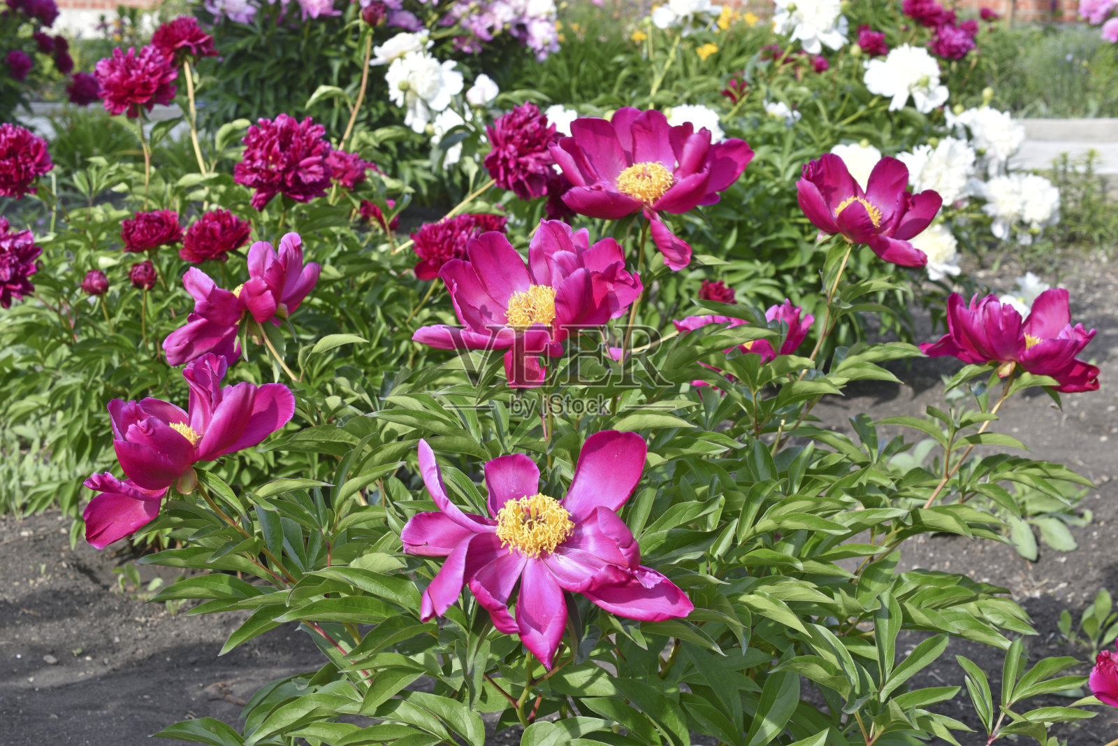 红色的大牡丹在绿色的灌木上开着花照片摄影图片