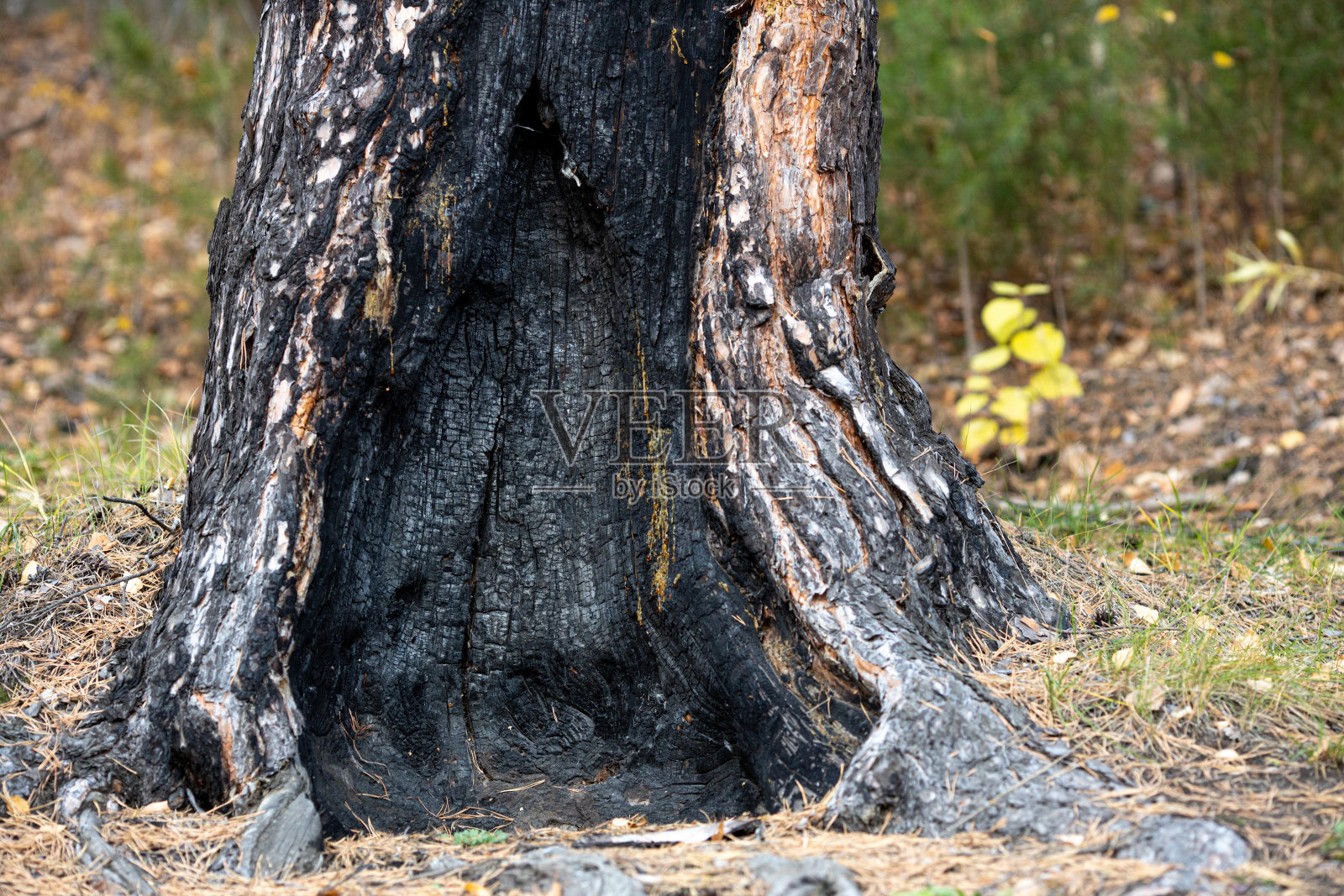 烧毁的松树树干，森林火灾的威胁照片摄影图片
