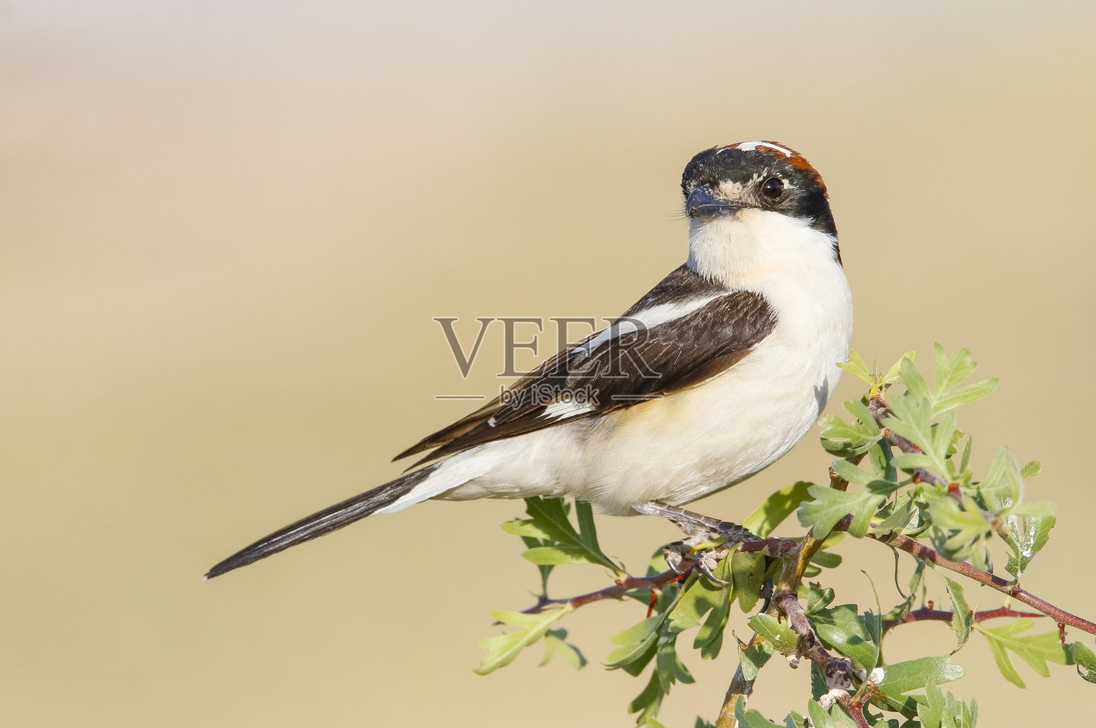 伯劳鸟(拉纽斯参议员)照片摄影图片