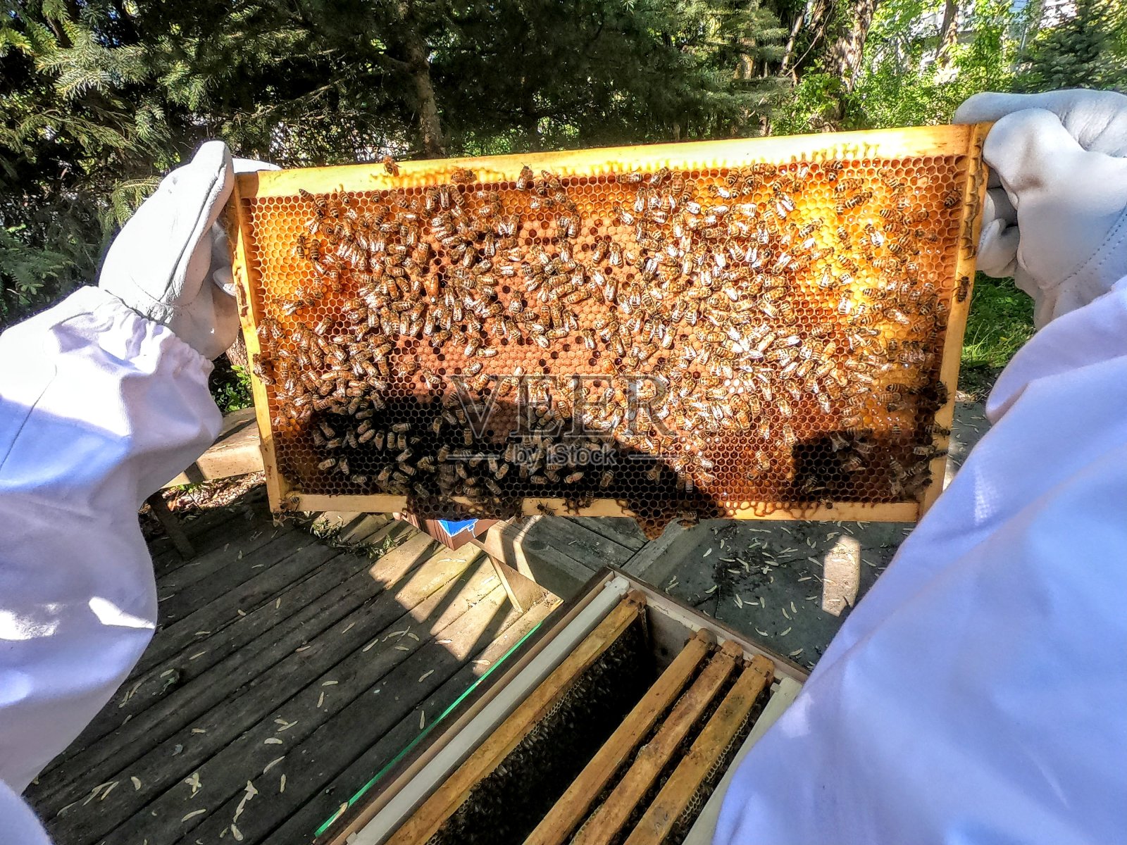 一个蜜蜂照片摄影图片