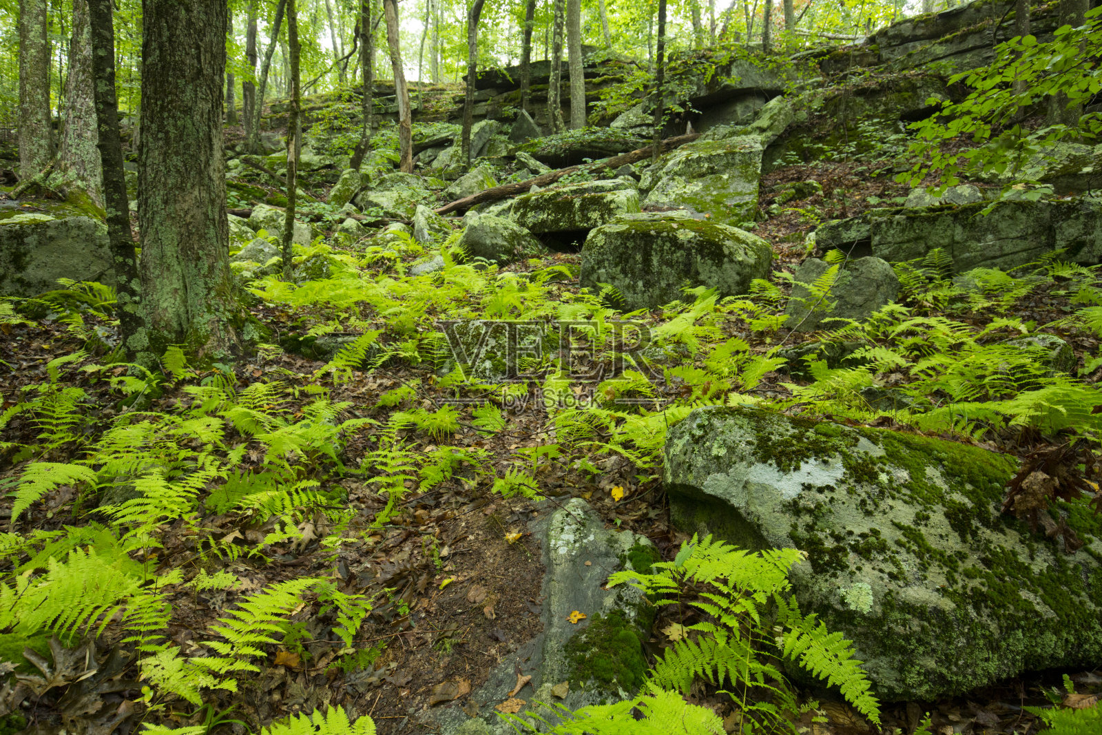 在康涅狄格的凯斯山的富饶的树林里的蕨类林地。照片摄影图片