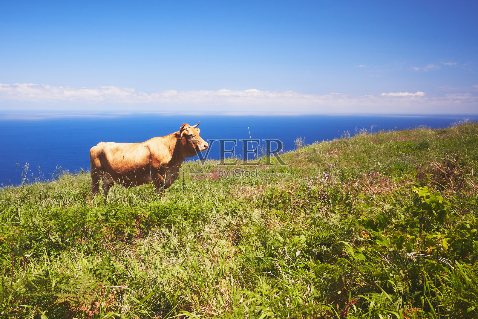 牛和海洋。在葡萄牙马德拉岛西部的美丽风景中，一头棕色的奶牛正在吃草。照片摄影图片