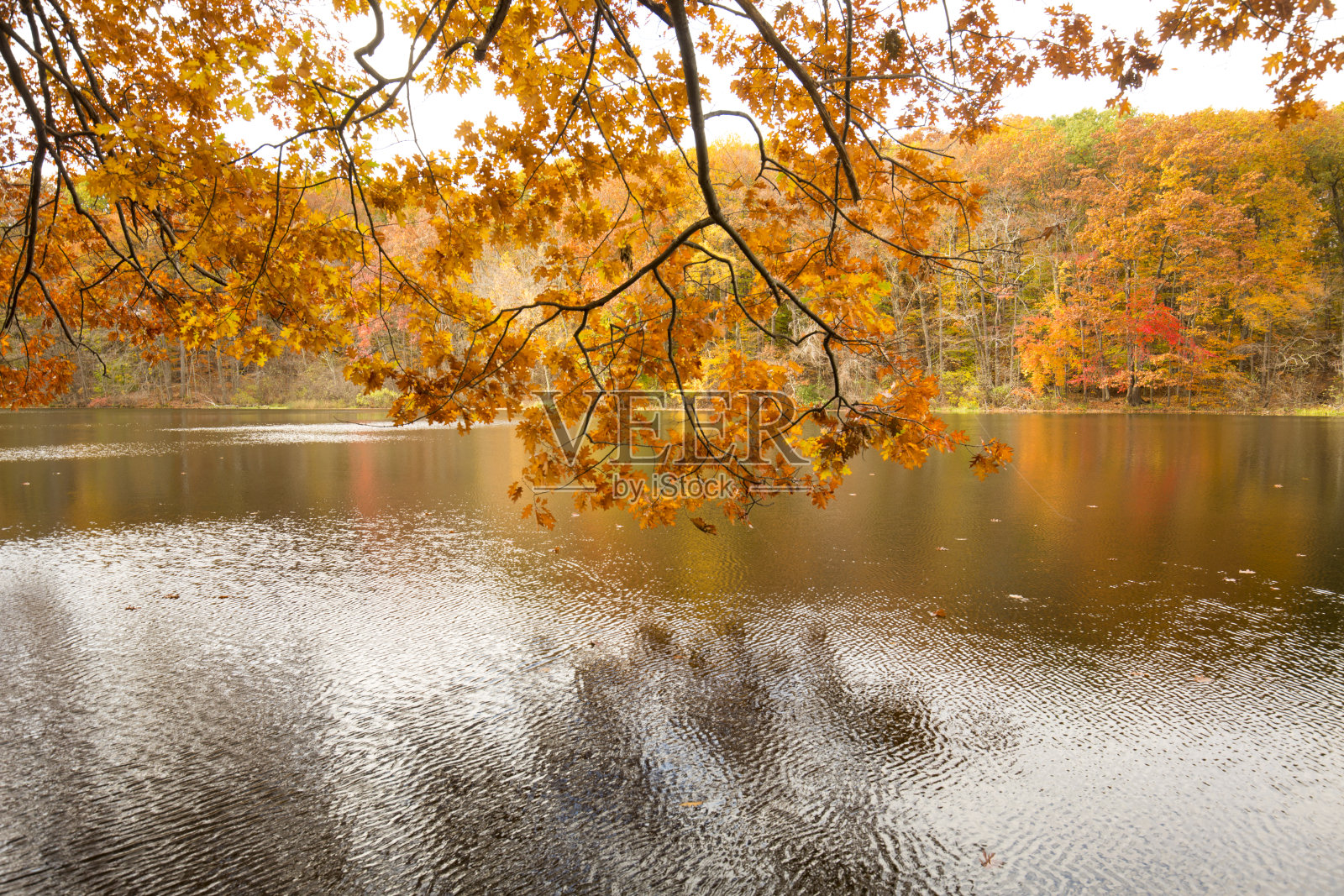 秋天的树叶在树林附近的Birge池塘在康涅狄格州。照片摄影图片