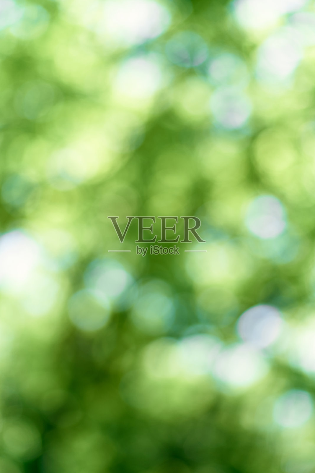 模糊的绿树枝叶。特写镜头照片摄影图片