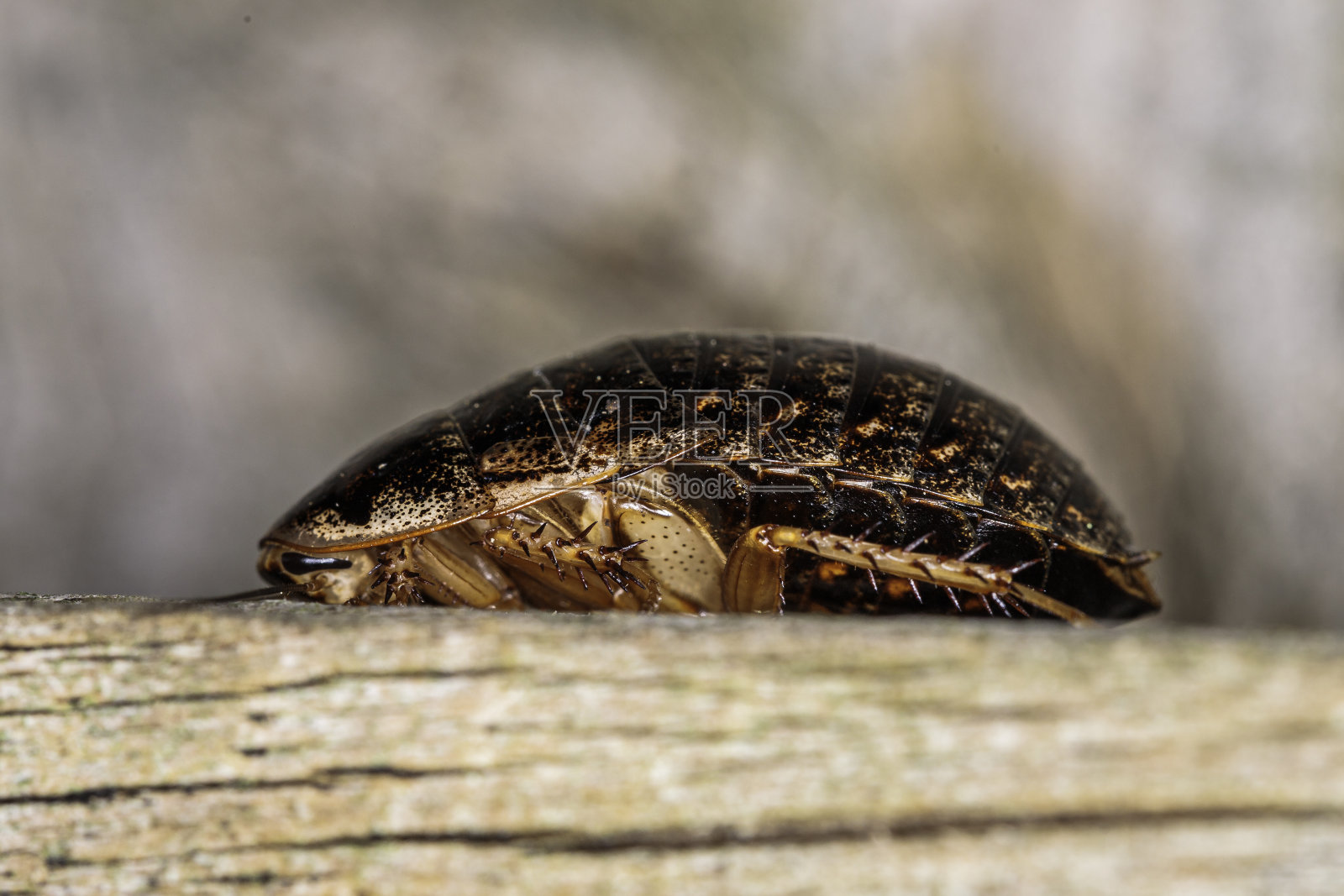 雌吠蟑螂，休斯，ACT, 2021年3月照片摄影图片