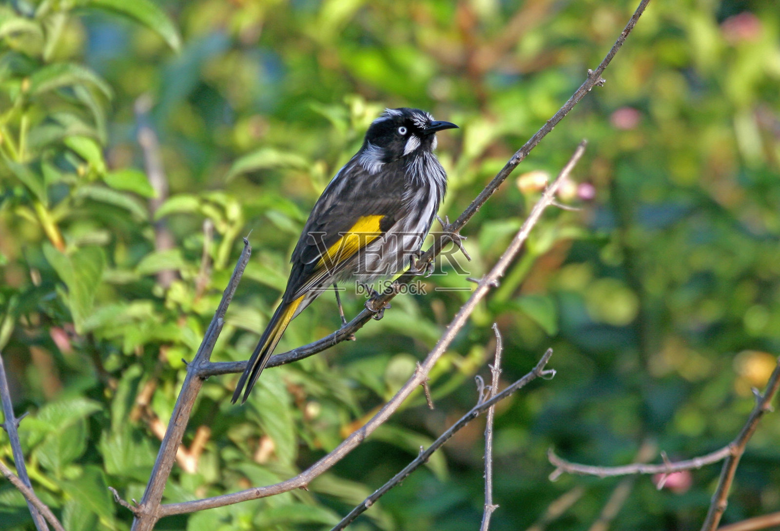 新荷兰食蜜鸟照片摄影图片