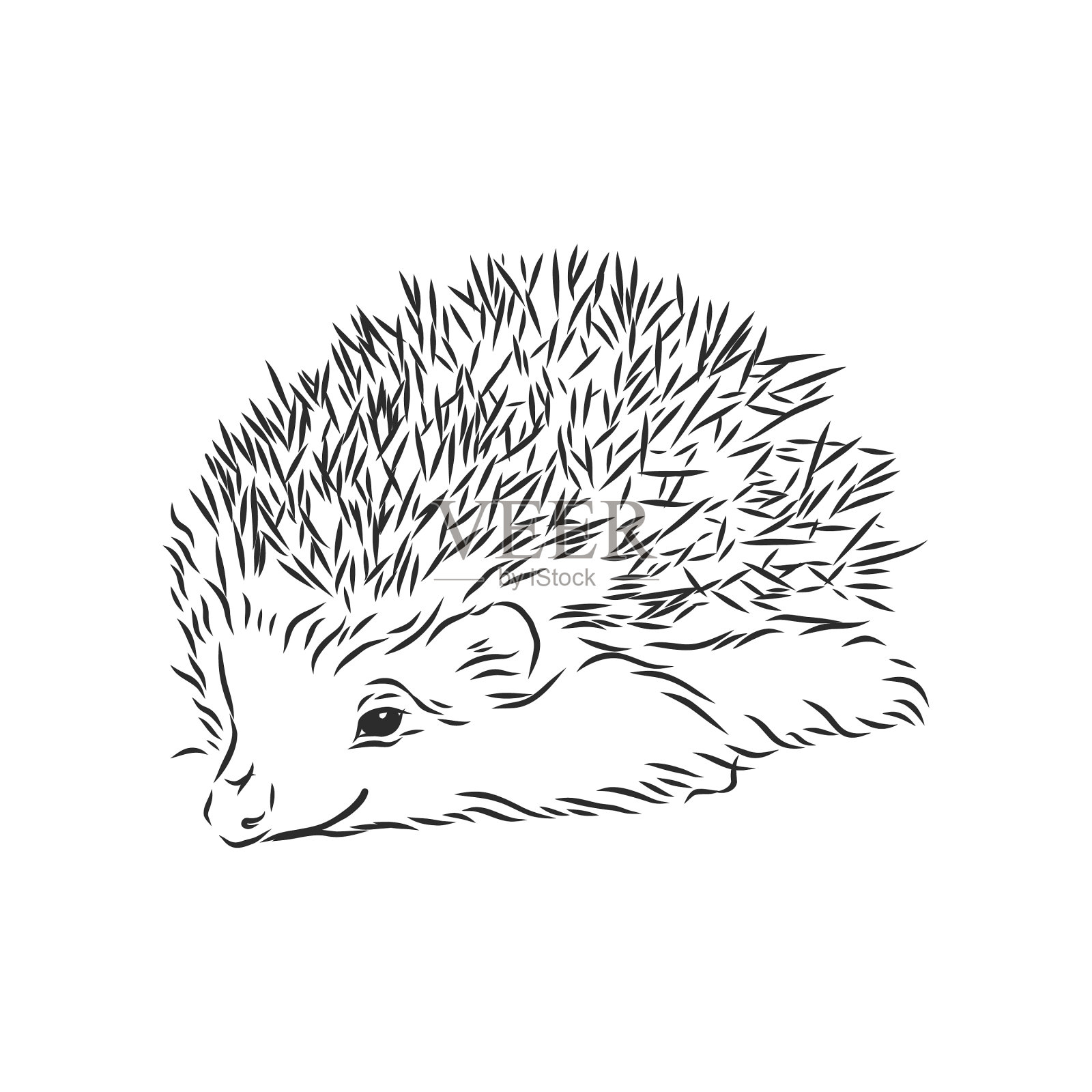 刺猬素描画孤立在白色插画图片素材