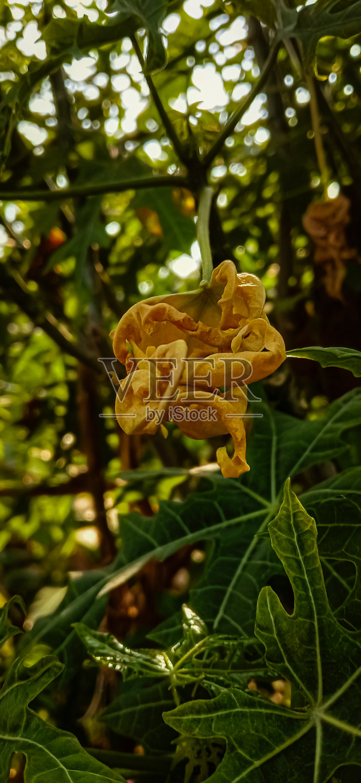 枯萎的叶子照片摄影图片