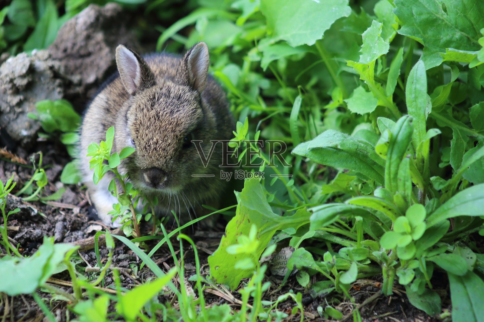野生兔子宝宝照片摄影图片
