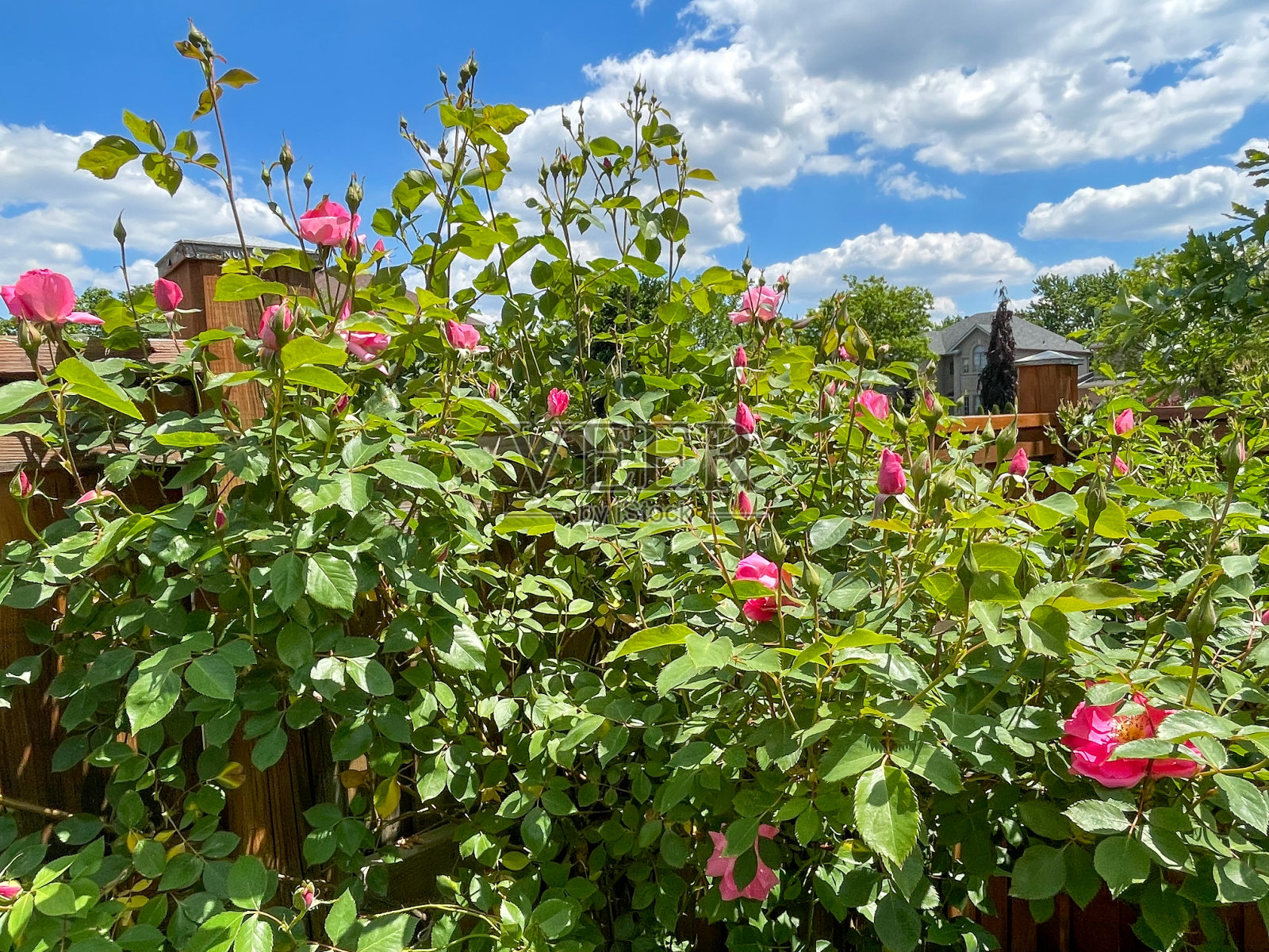 庭院里的玫瑰照片摄影图片