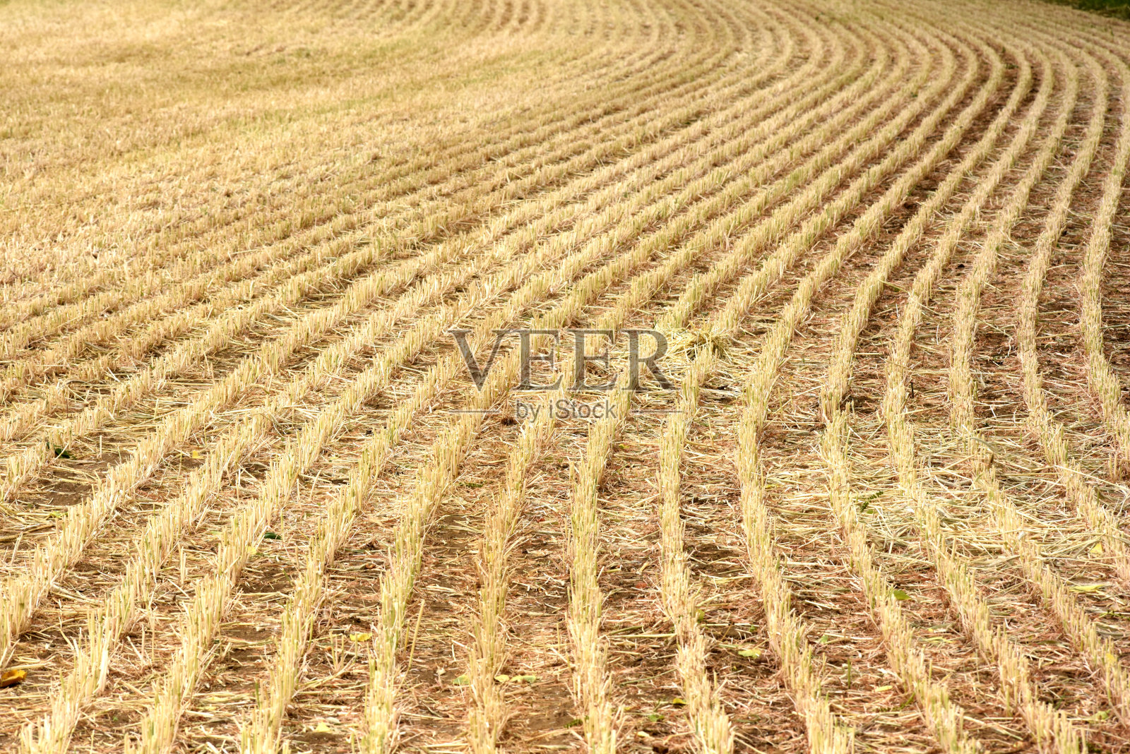 紧密收获的干草田照片摄影图片