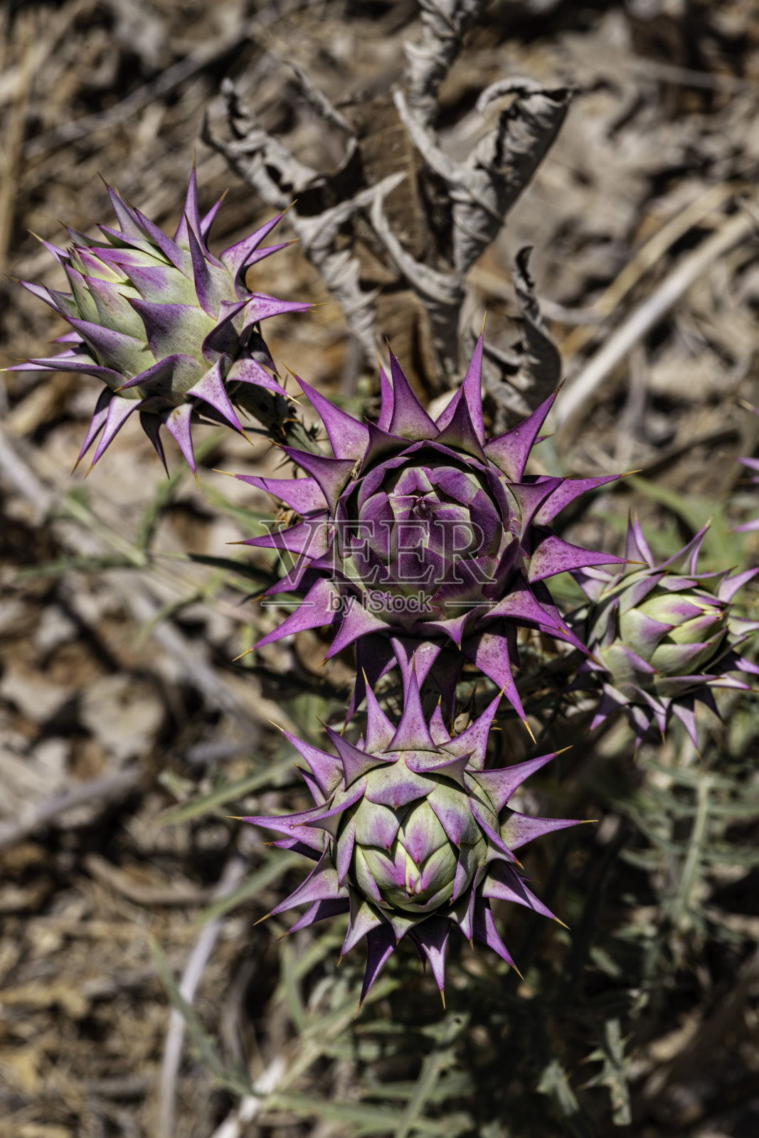 Cynara syriaca。叙利亚野生朝鲜蓟特写在一个模糊的背景照片摄影图片