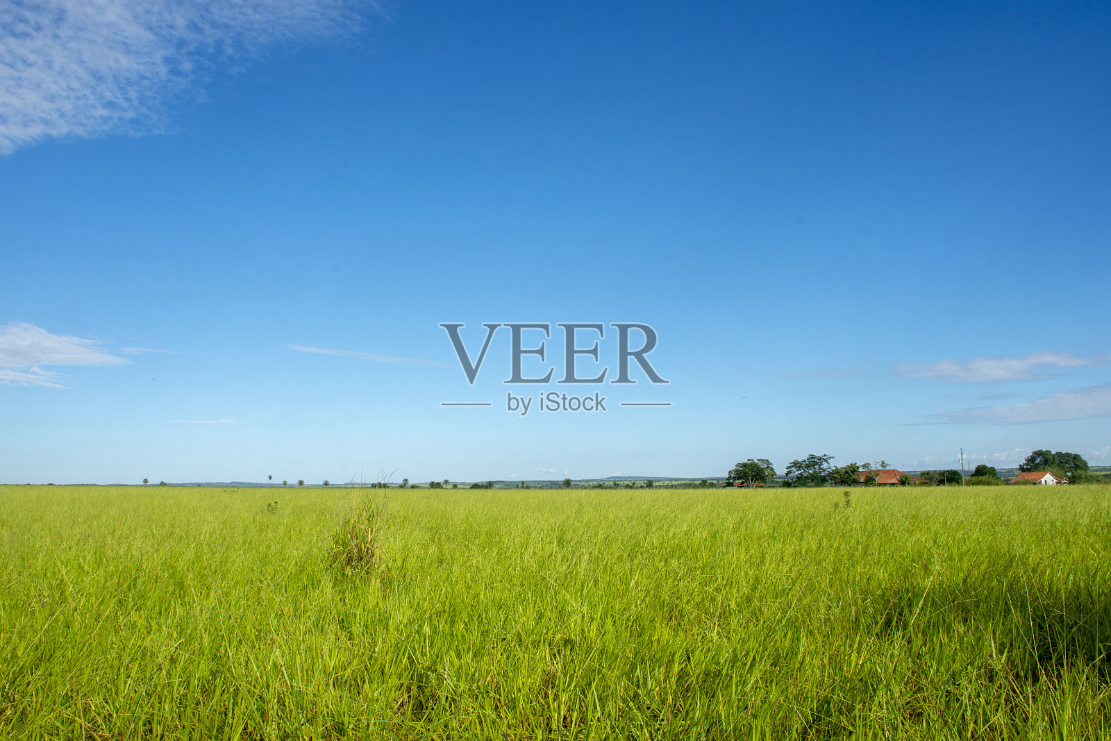 南马托格罗索州农场的牧场照片摄影图片