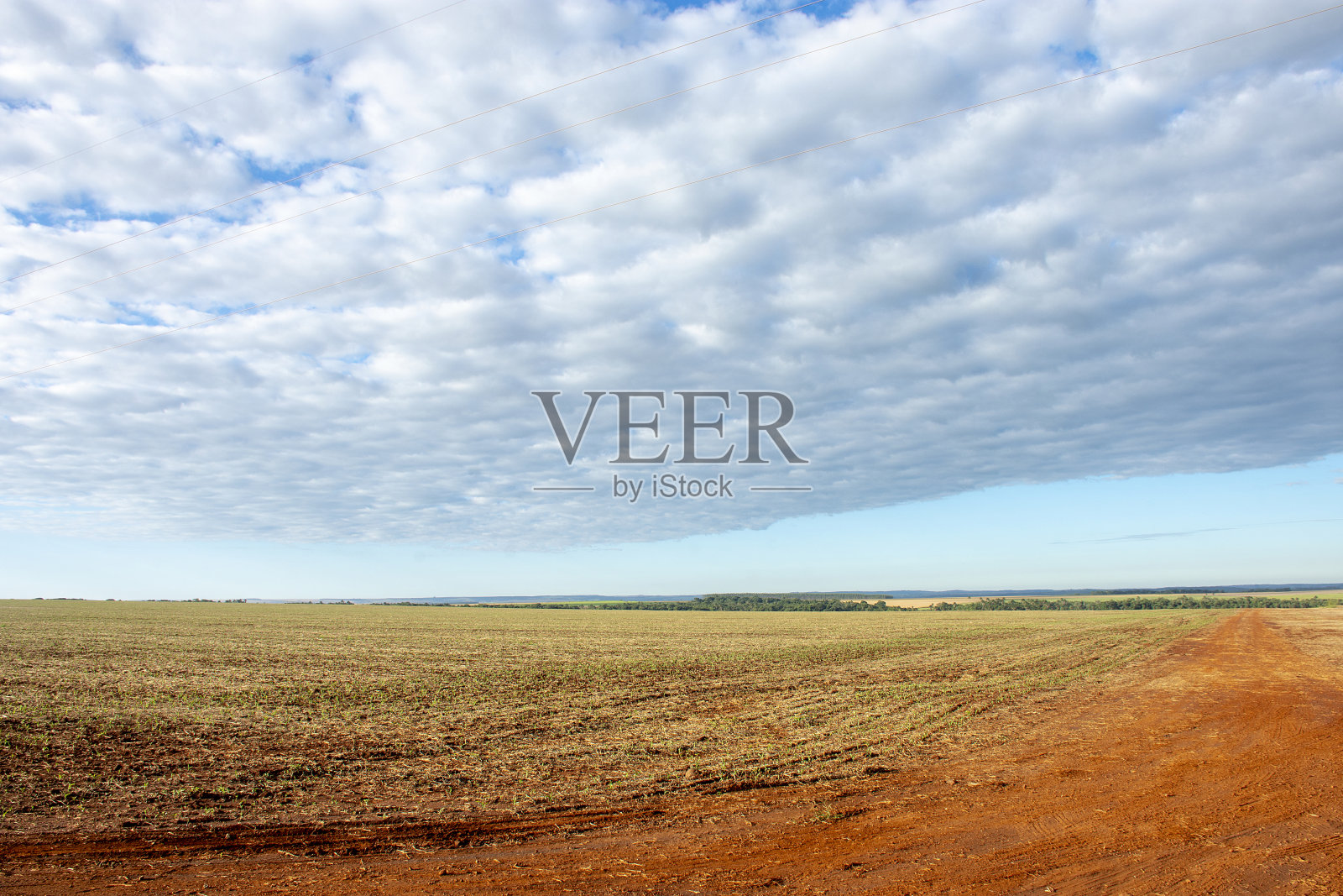 南马托格罗索州的大豆种植园照片摄影图片