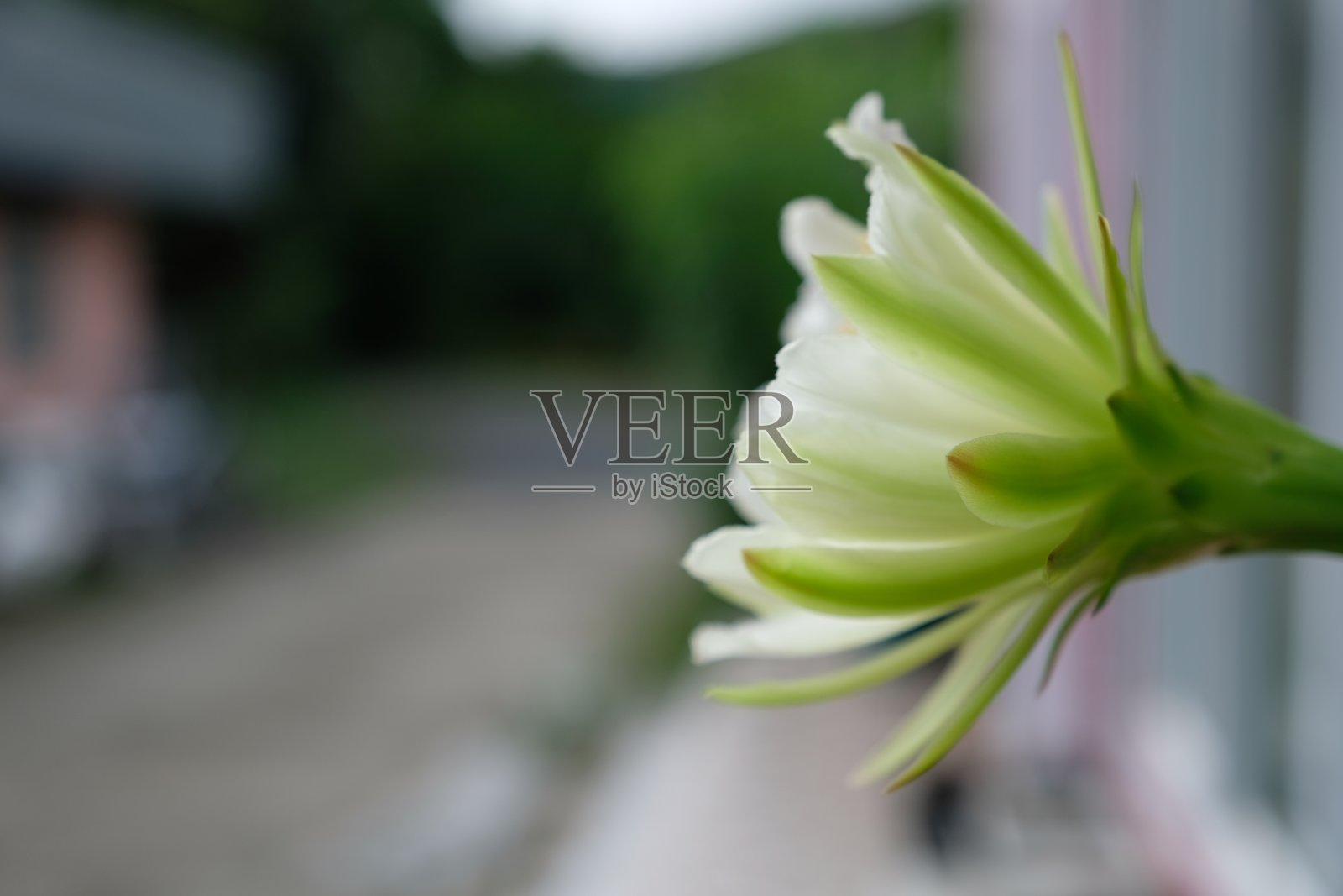 美丽和盛开的仙人掌，完美的花照片摄影图片