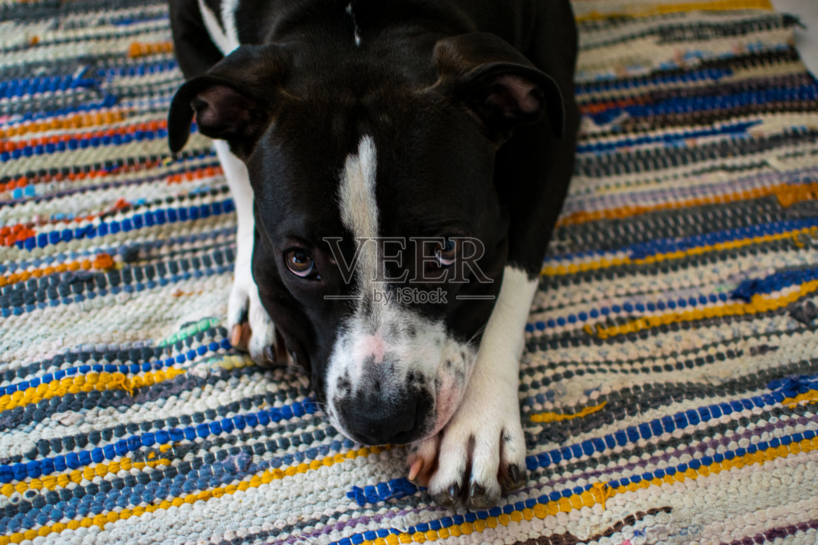 美丽的狗美国斯塔福德郡在她的家里享受。照片摄影图片