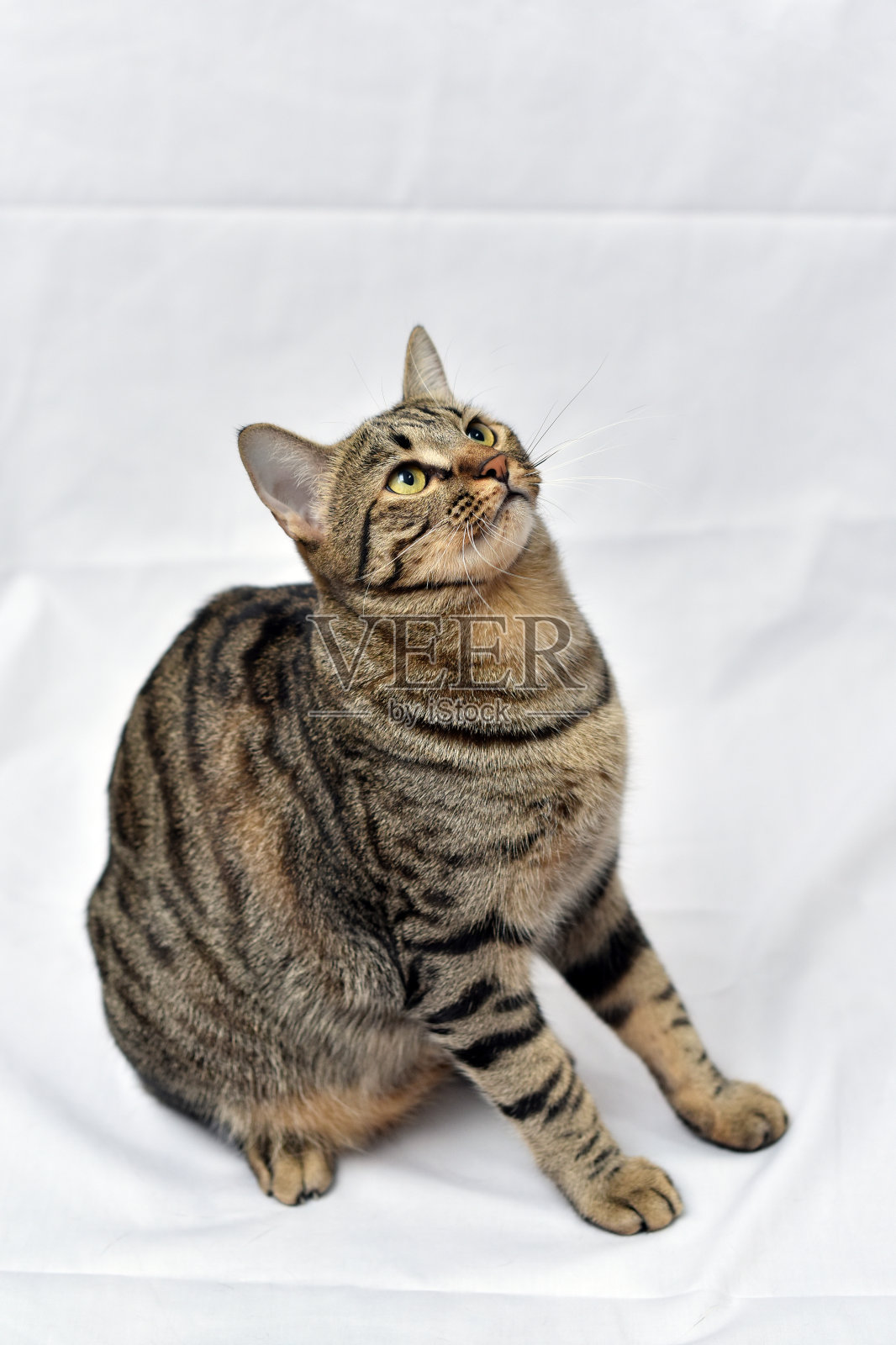 鲭鱼虎斑猫。照片摄影图片