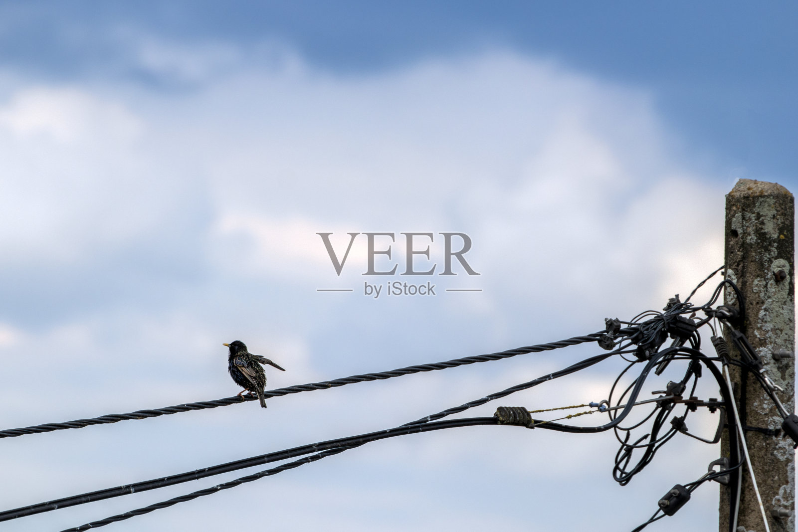 一只鸟从电缆旁飞走了照片摄影图片