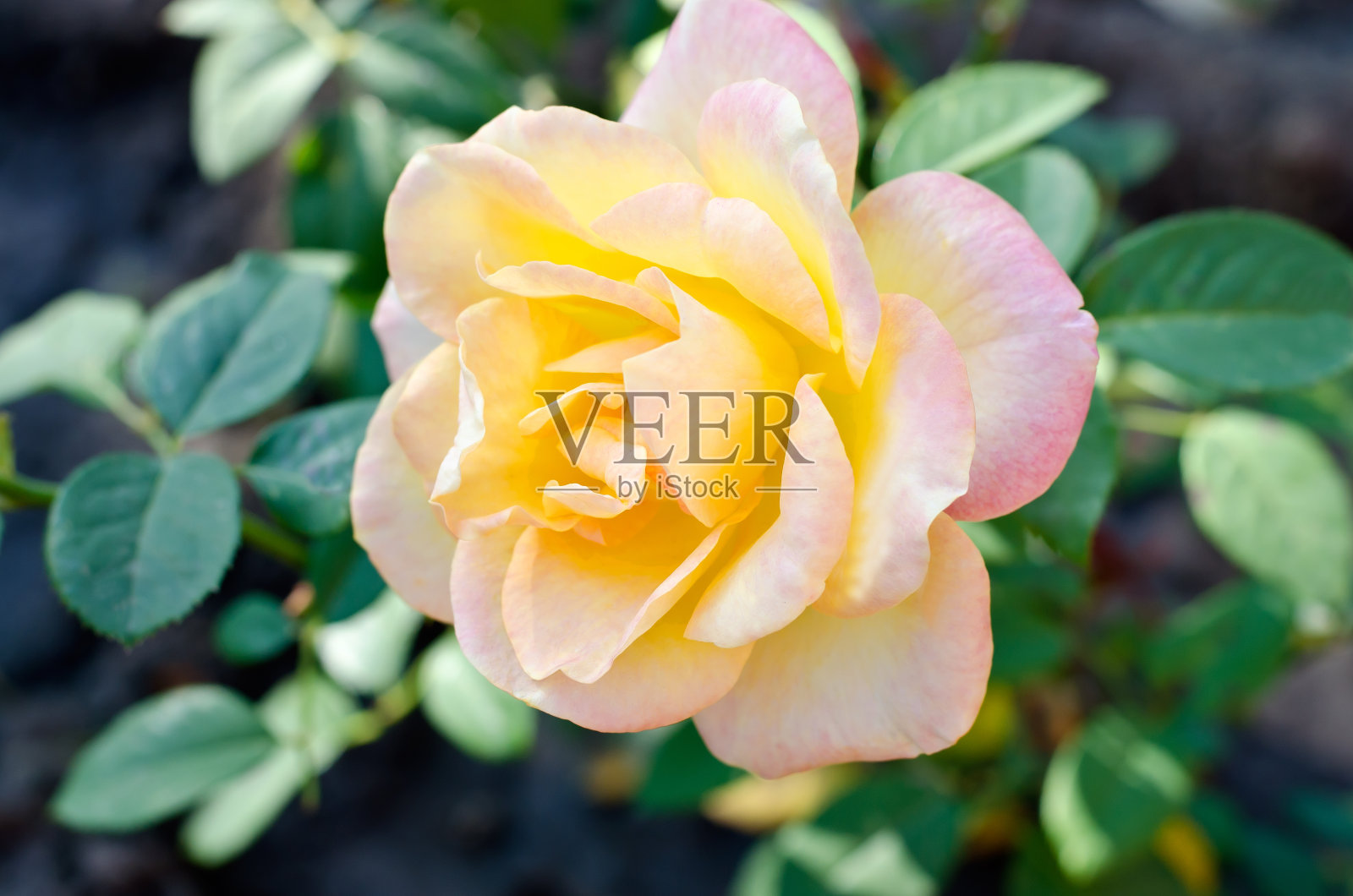 这是一朵大朵的黄粉色玫瑰和绿色的叶子。照片摄影图片