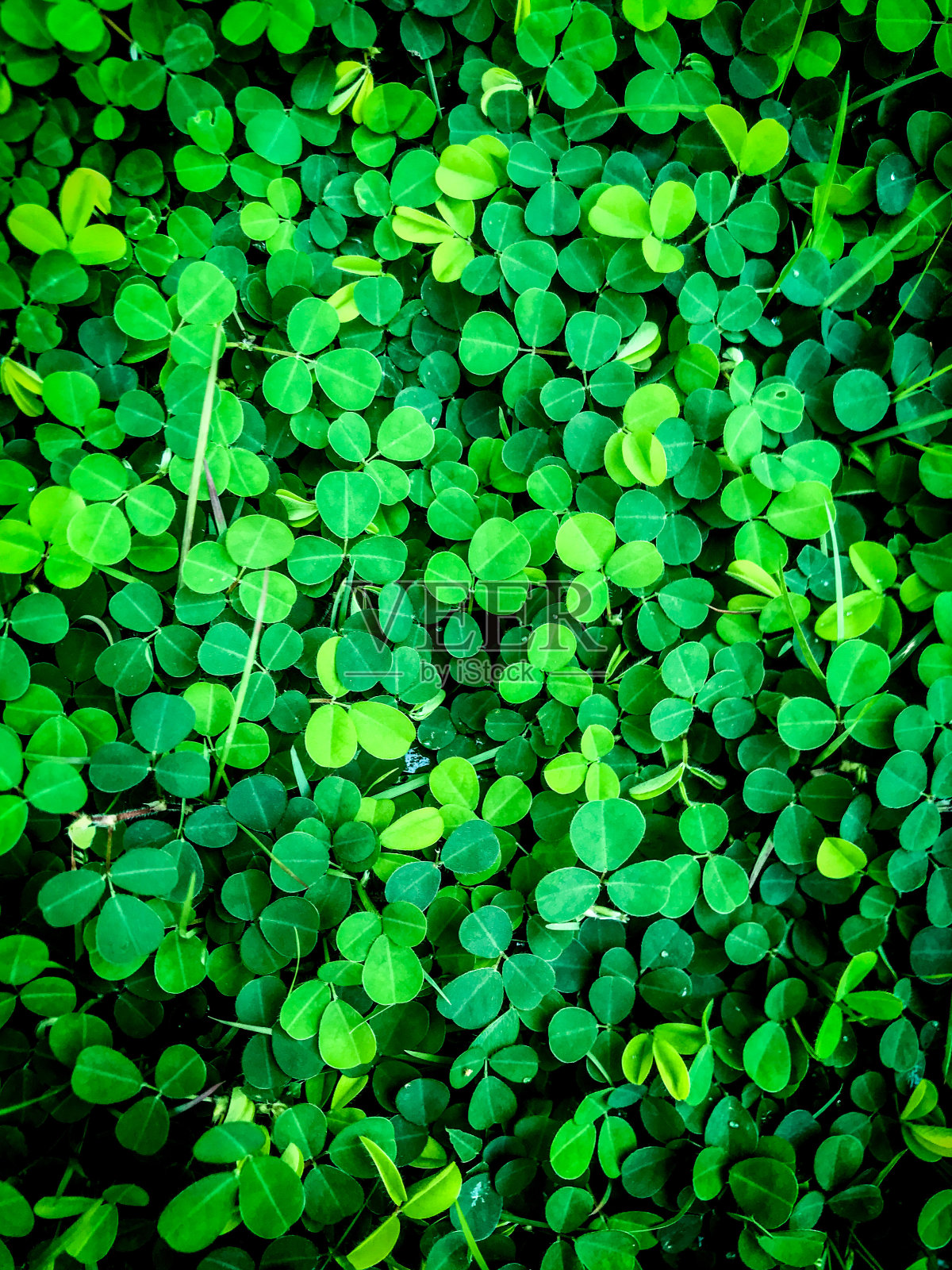 叶照片摄影图片