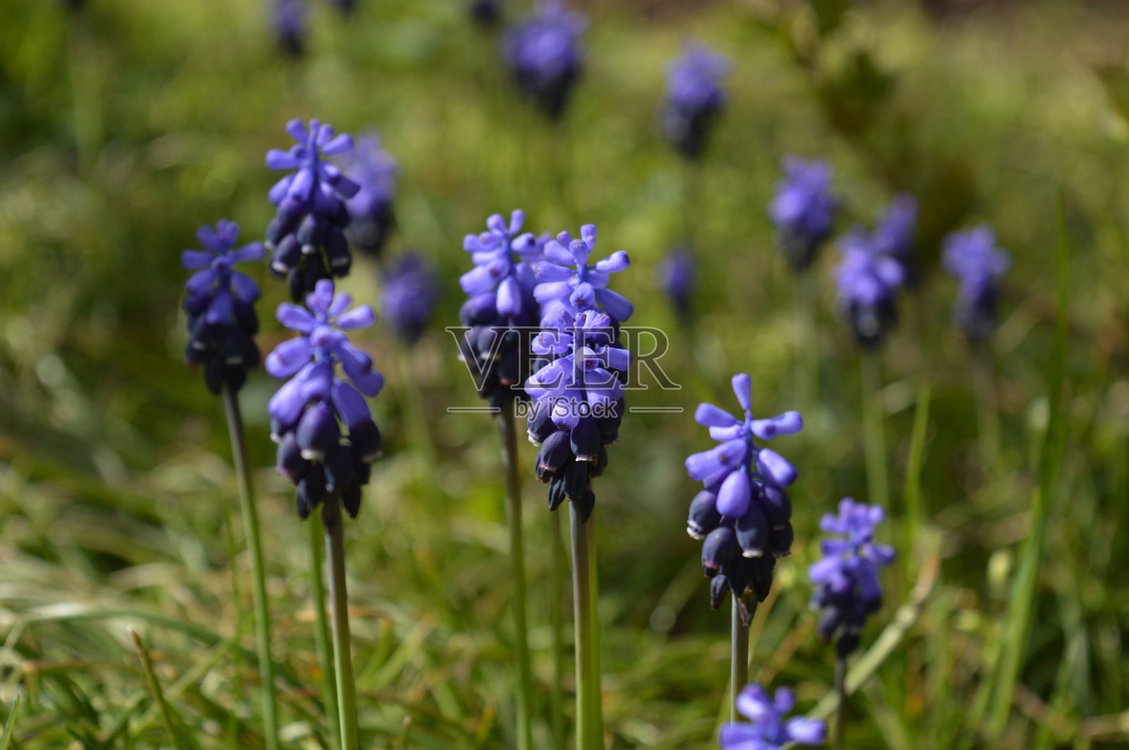 草地上开着紫色的花照片摄影图片