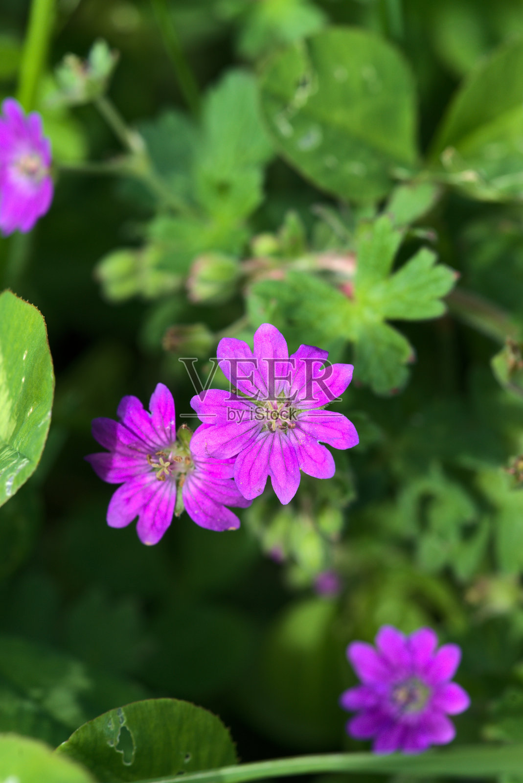 粉红色的野生天竺葵小花照片摄影图片