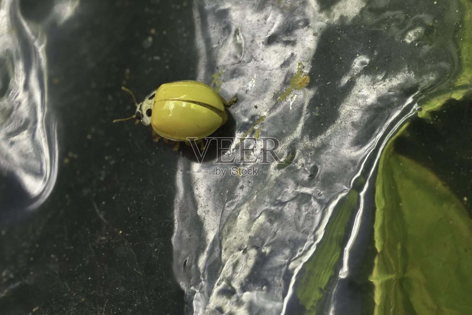 黄色瓢虫(Illeis koebeli)照片摄影图片