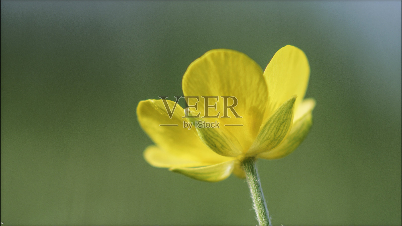 金凤花。黄色的春天野花。照片摄影图片