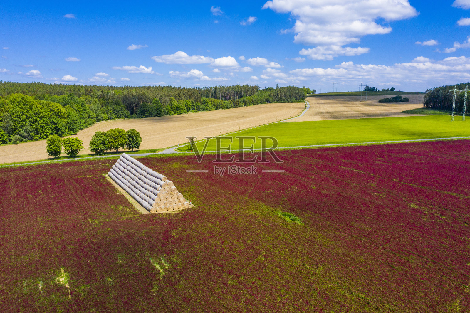 深红色的三叶草田和一堆草包照片摄影图片