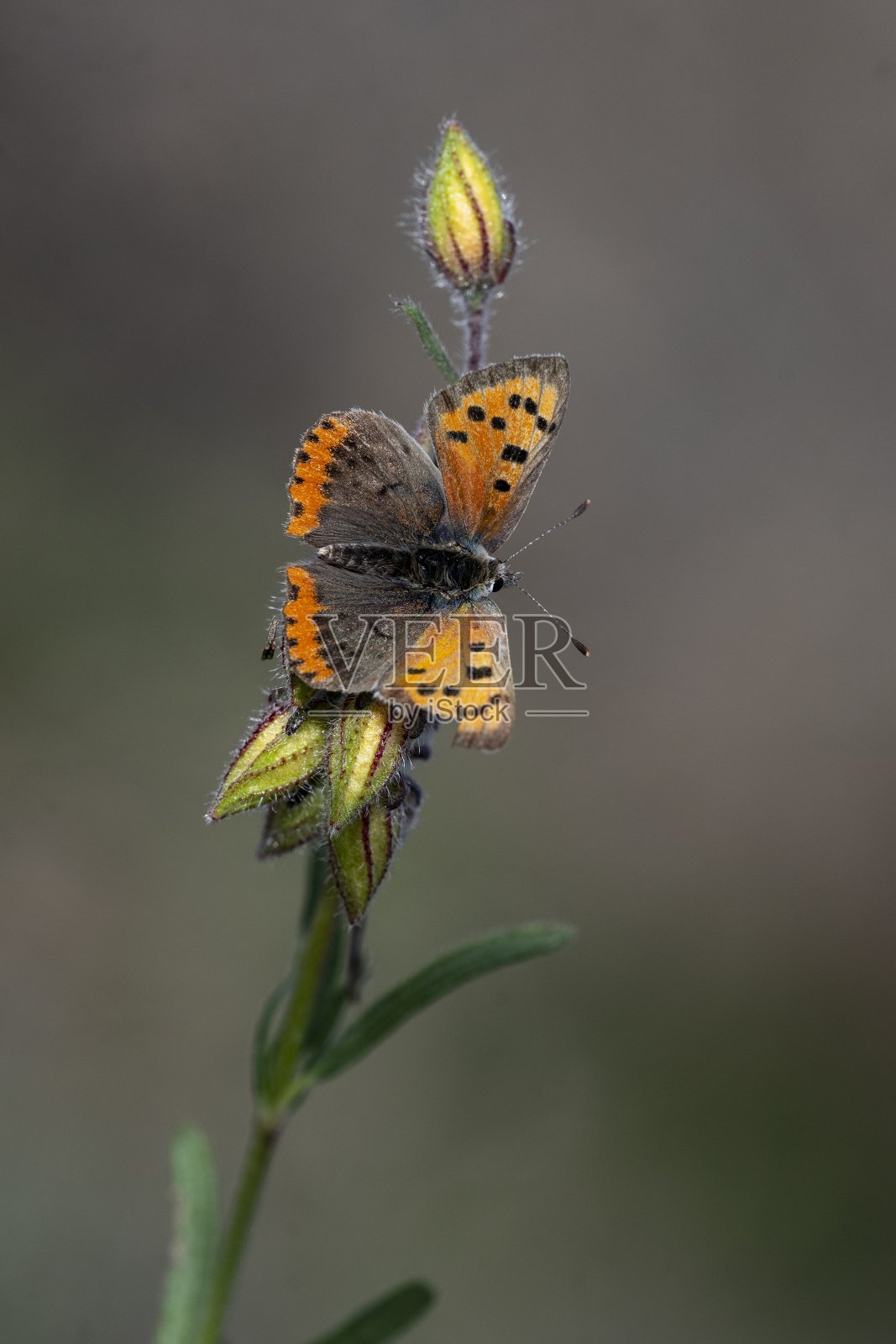 日蝴蝶停在花上照片摄影图片