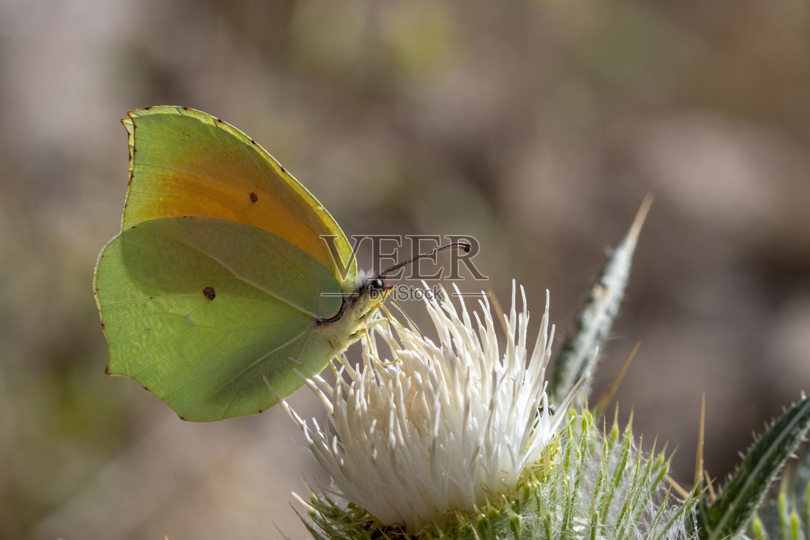 日蝴蝶停在花上照片摄影图片