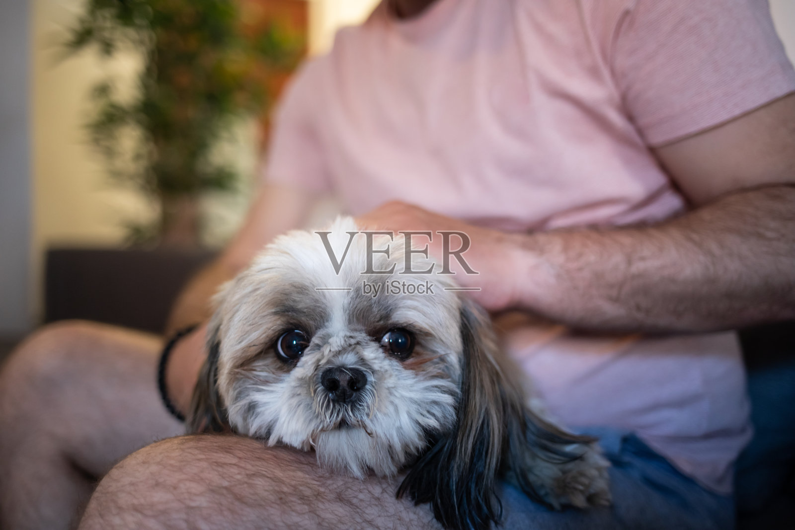 手握一个施滋狗股票照片照片摄影图片