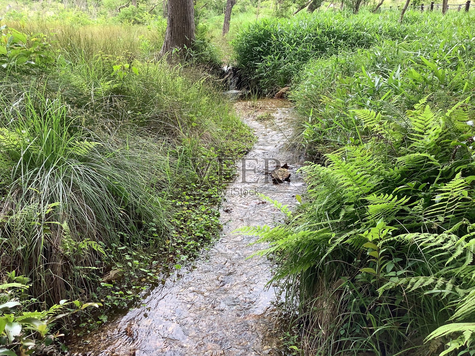 伊穆沼泽位于爱知县的郊区，被称为微型Oze。照片摄影图片