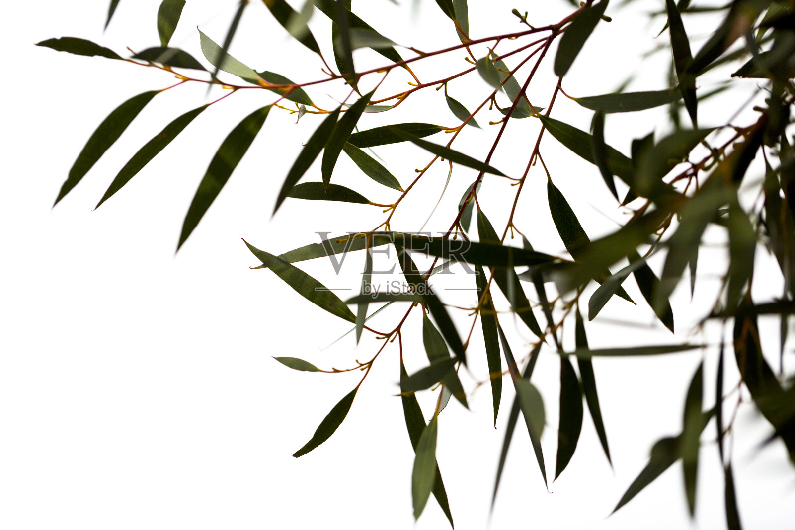 桉树叶子的白色背景与复制空间照片摄影图片