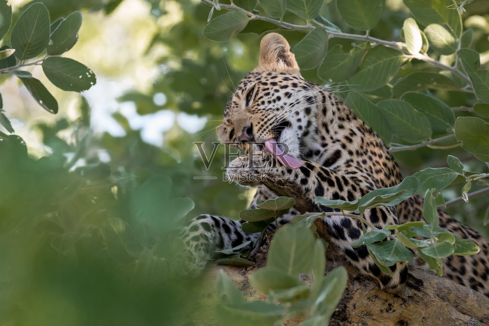 豹幼崽照片摄影图片