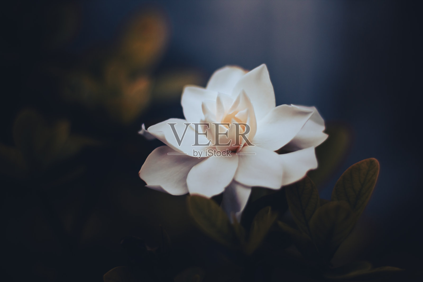 美丽的枝上栀子在艺术色调风格照片摄影图片