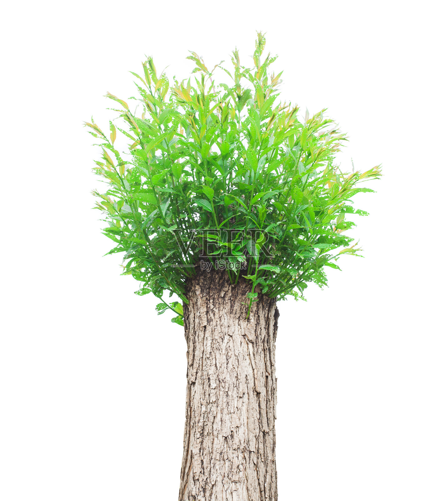 有新鲜绿色枝条的柳树。照片摄影图片