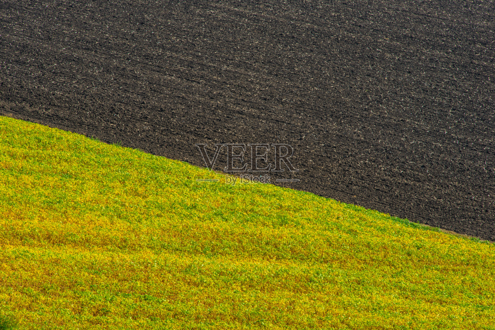 犁过的田地和长满了盛开的黄花的田地照片摄影图片