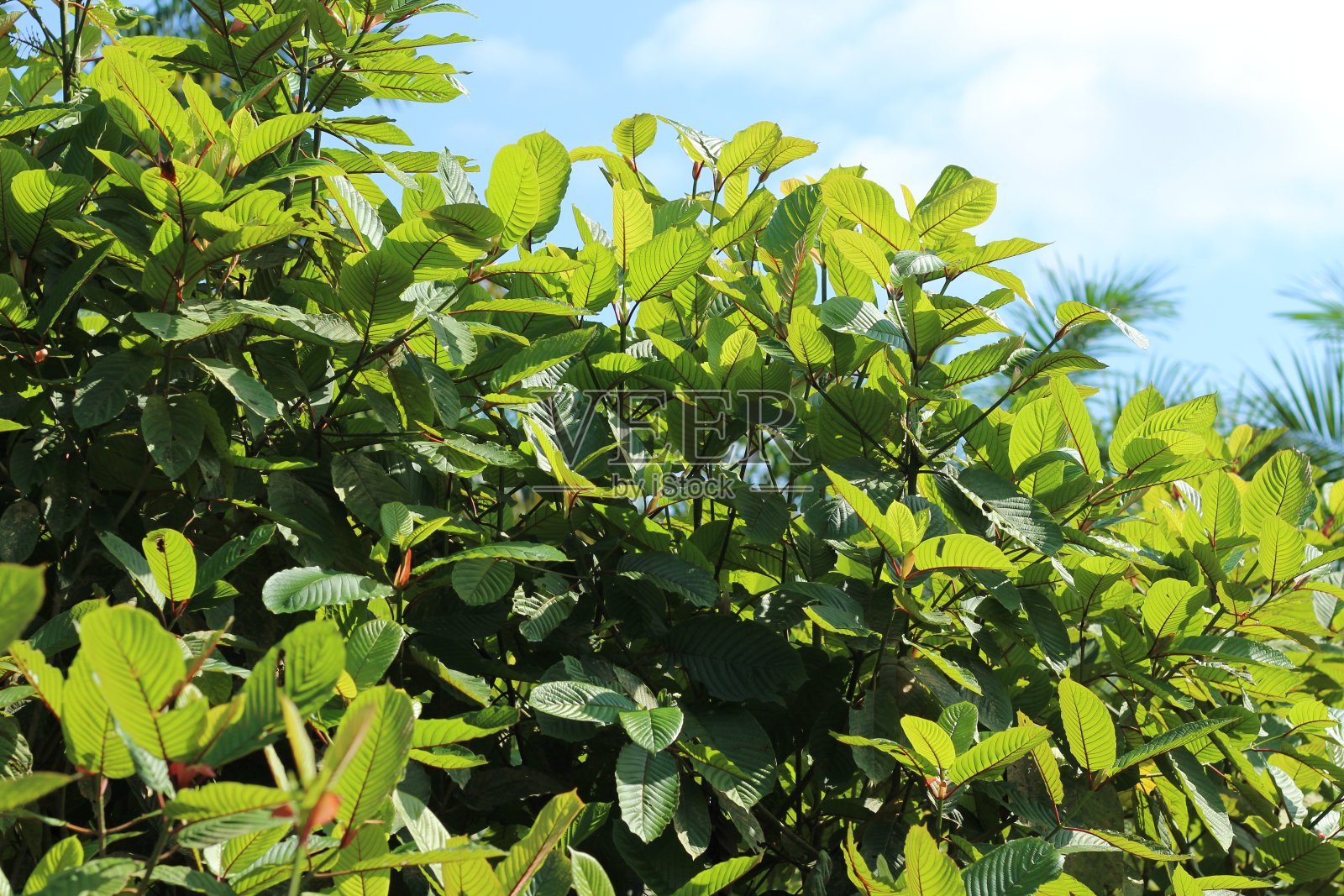 有新鲜绿色叶子的金龟子或三叶草。这种植物是亚洲的草药。近景照片与模糊的背景效果。照片摄影图片