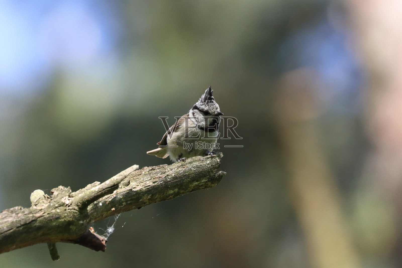 冠山雀照片摄影图片