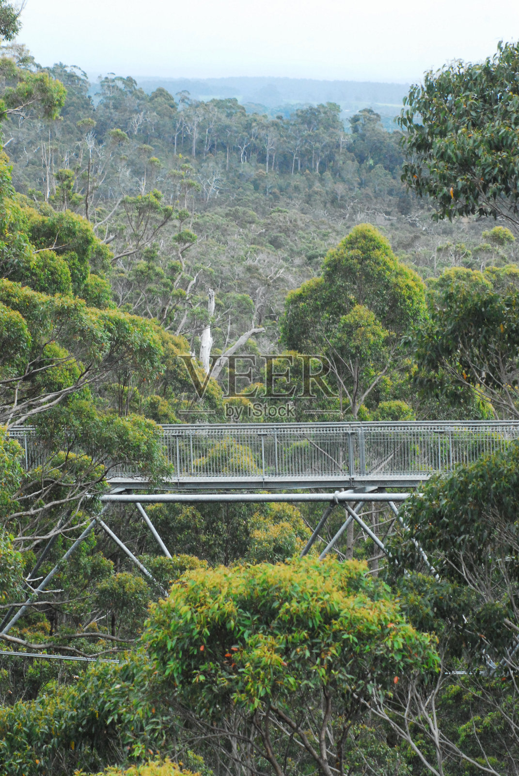 澳大利亚-穿越树木的高架步道旅游景点照片摄影图片