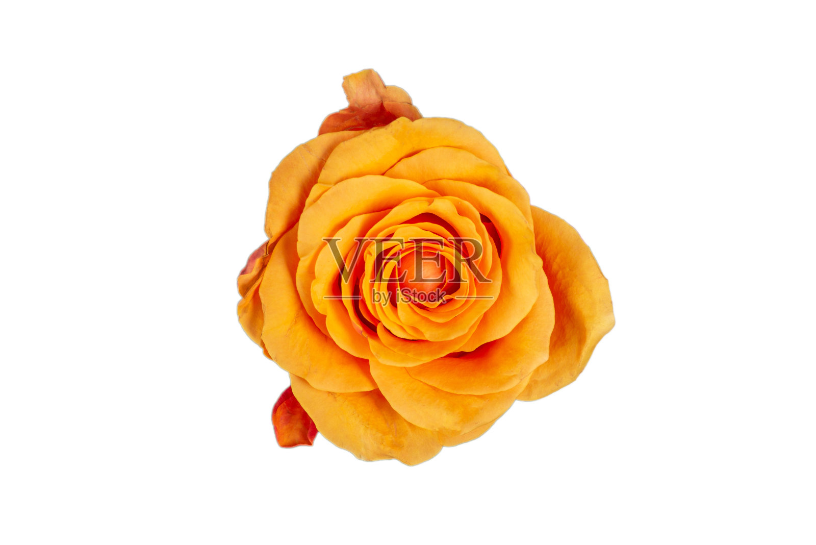 孤立在白色背景上的橙色玫瑰。照片摄影图片