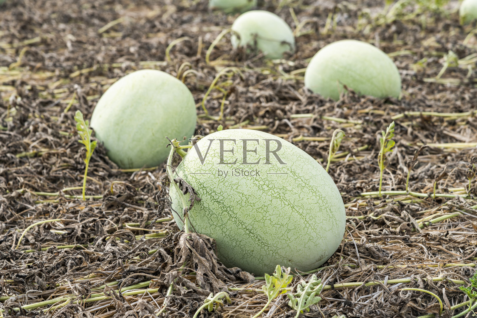 农田里西瓜的特写照片摄影图片