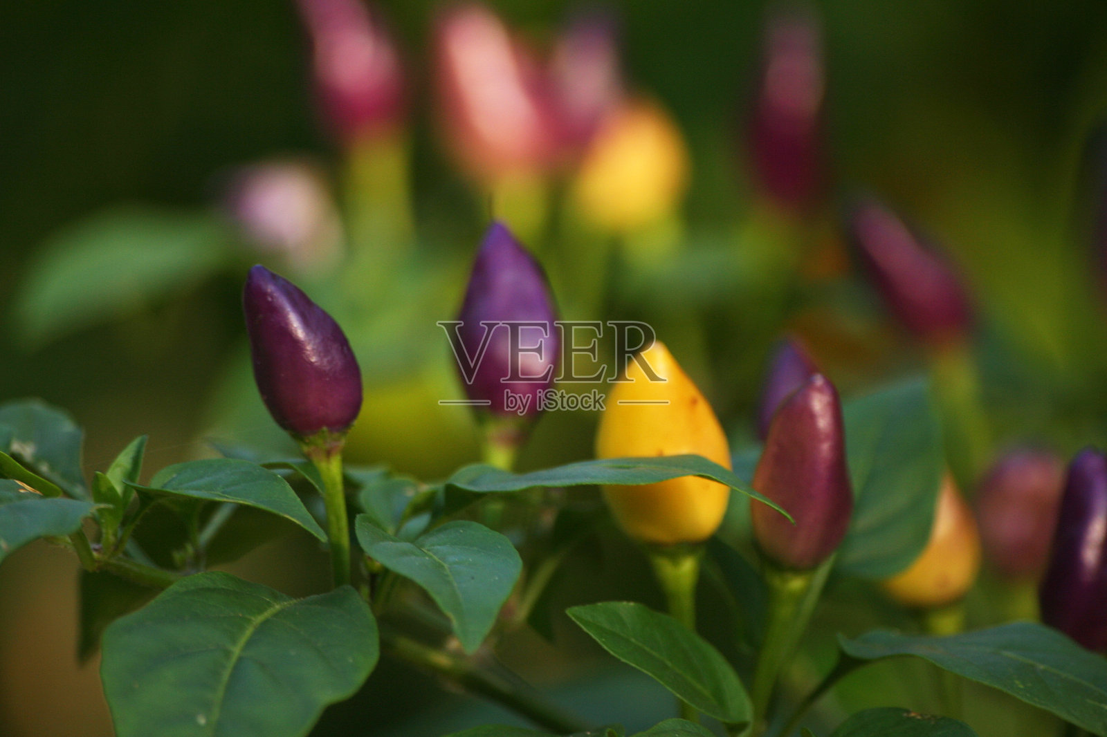 彩色装饰的日落椒在花园里照片摄影图片