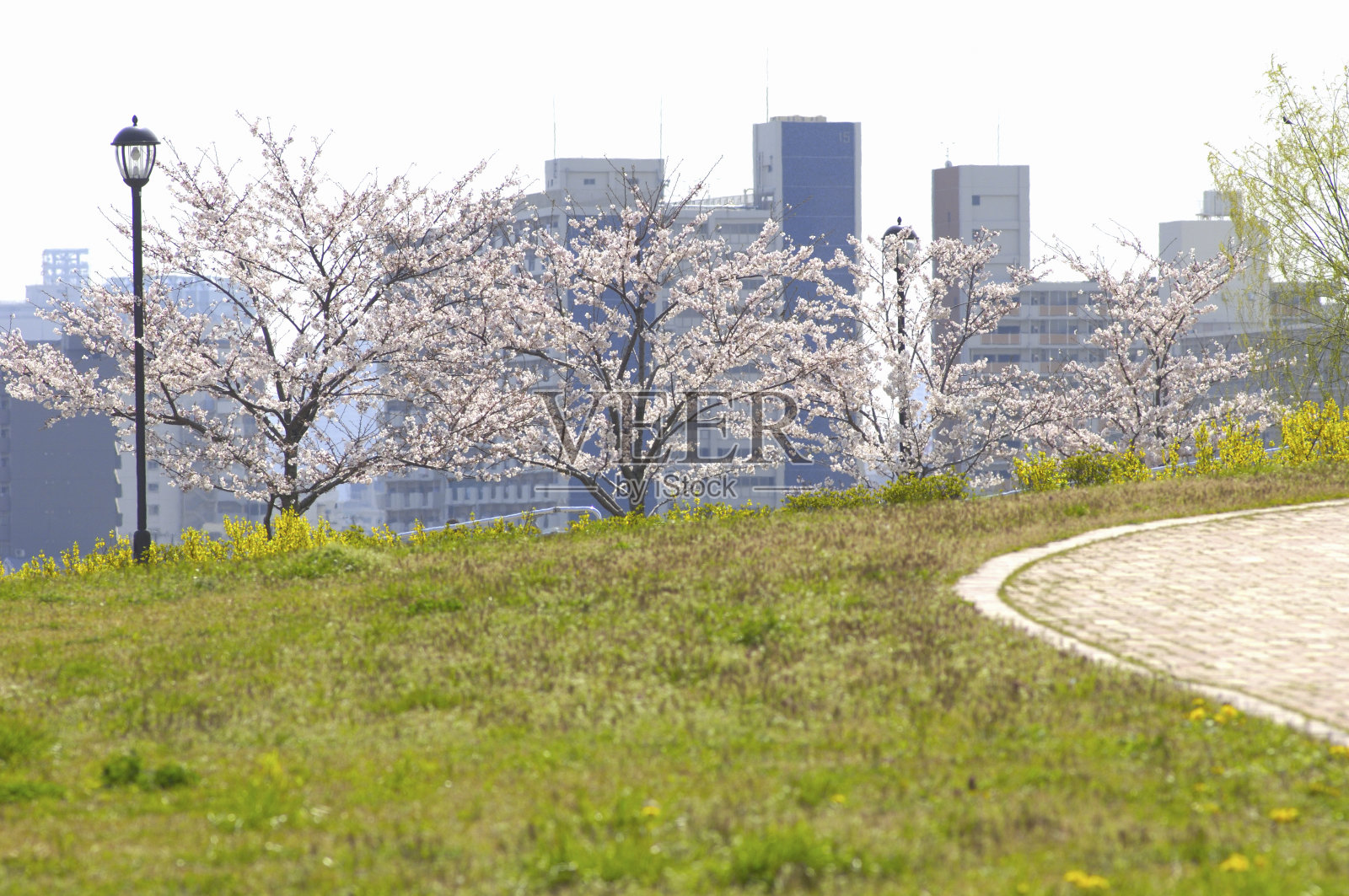春天的领域照片摄影图片